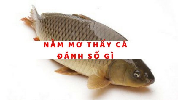 Nằm mơ thấy câu được cá nên đánh con gì tại Lô đề trực tuyến Letou